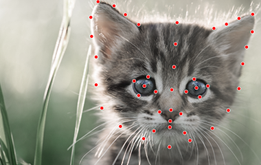 焦点注册登录猫脸标注